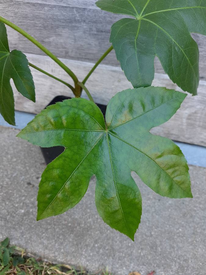 Annexe Plante inconnue ?.JPEG