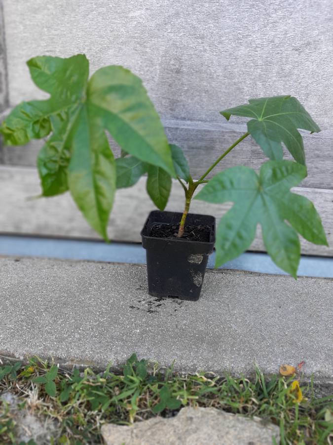 Annexe Plante inconnue ? Totalité .JPEG