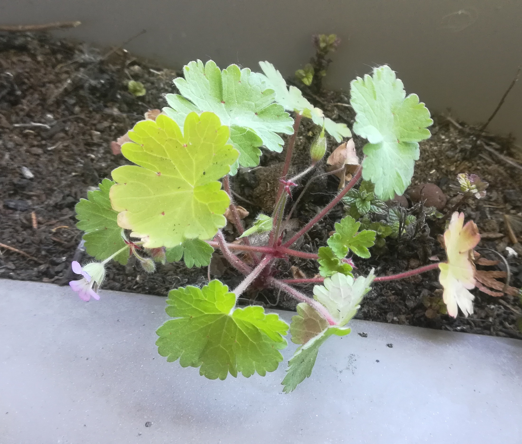 Annexe Vue générale3.jpg