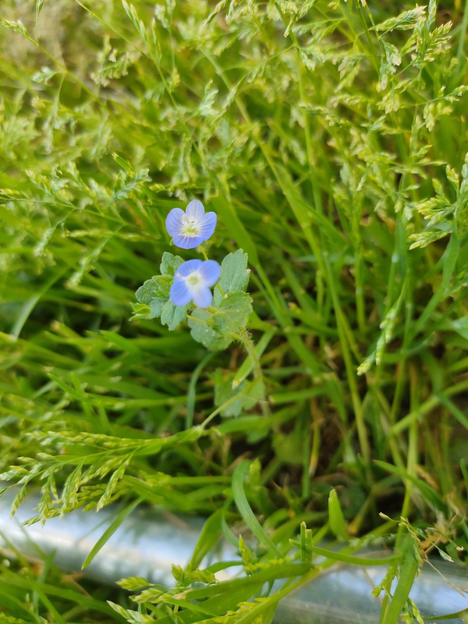 Annexe Veronica Persica (vue d ensemble).jpg