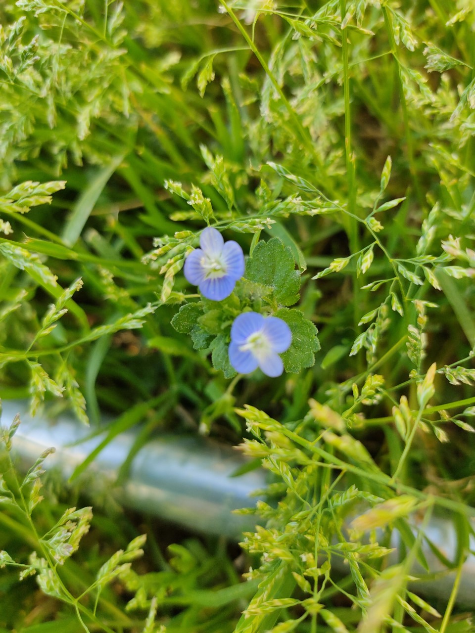 Annexe Veronica Persica (vue de dessus).jpg