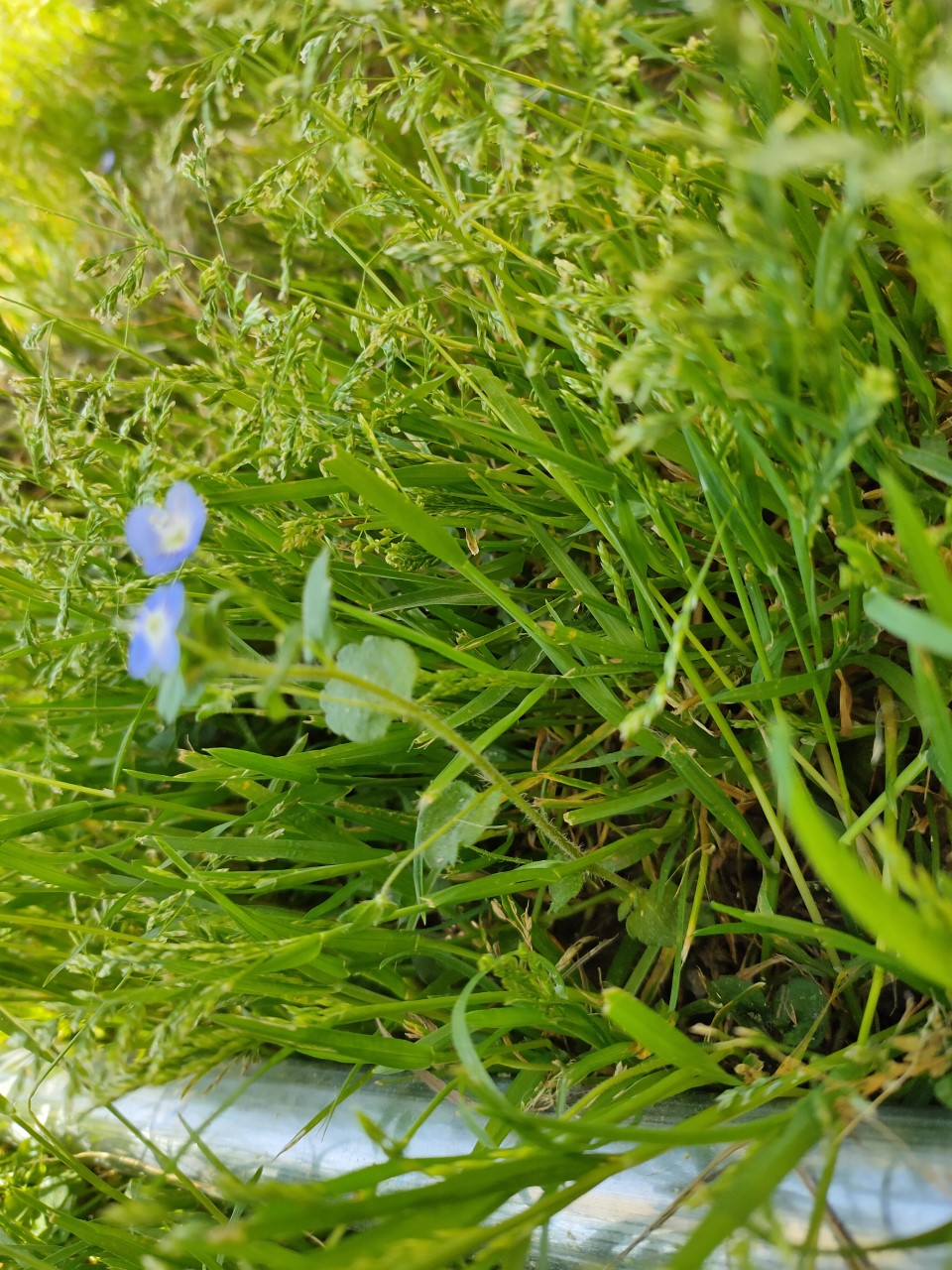 Annexe Veronica Persica (vue de profil).jpg