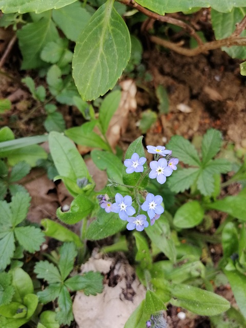 Annexe Myosotis1_reduit.jpg