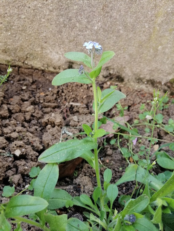 Annexe myosotis3_reduit.jpg