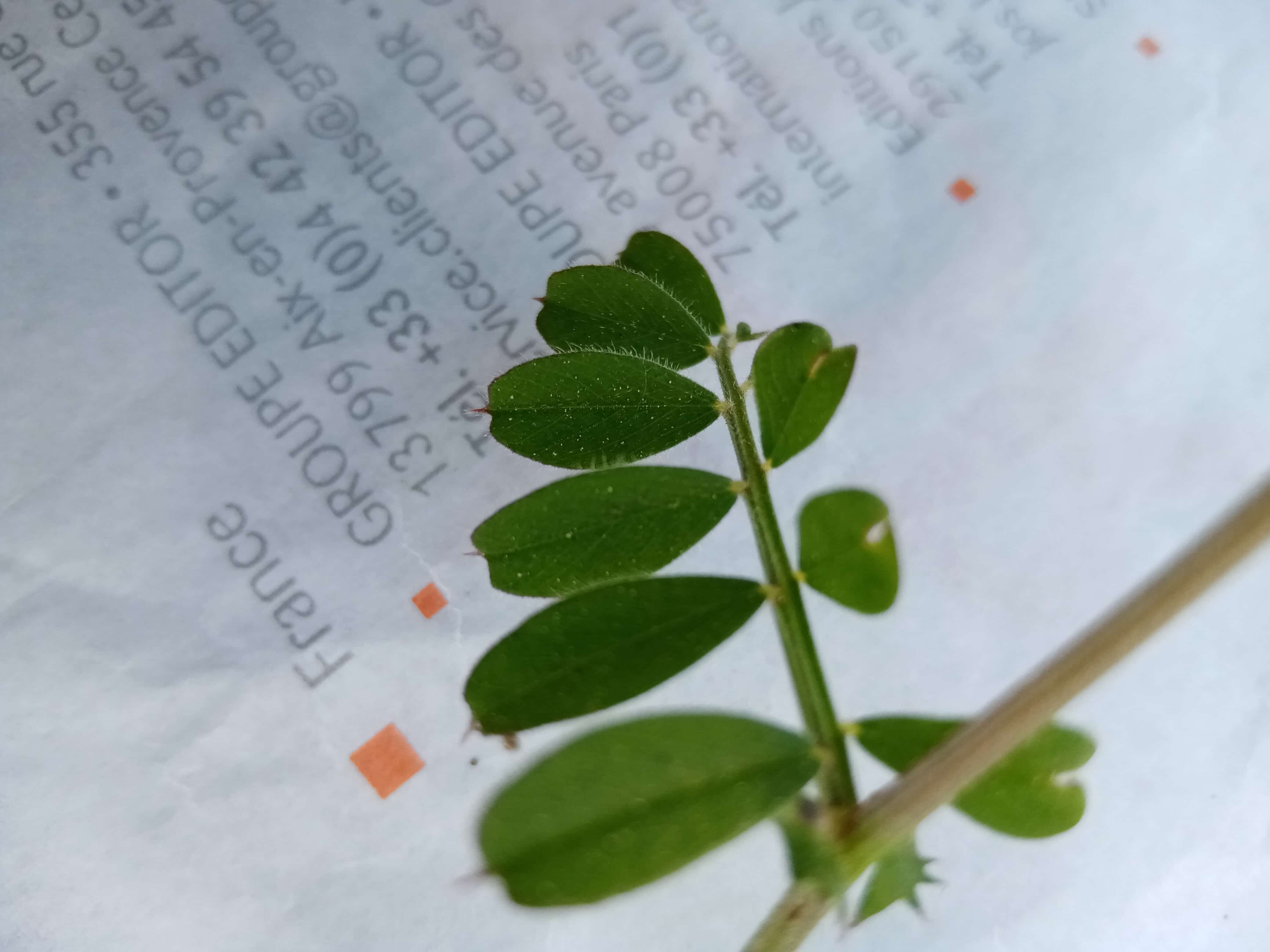 Annexe IMG_20200415_170241.jpg