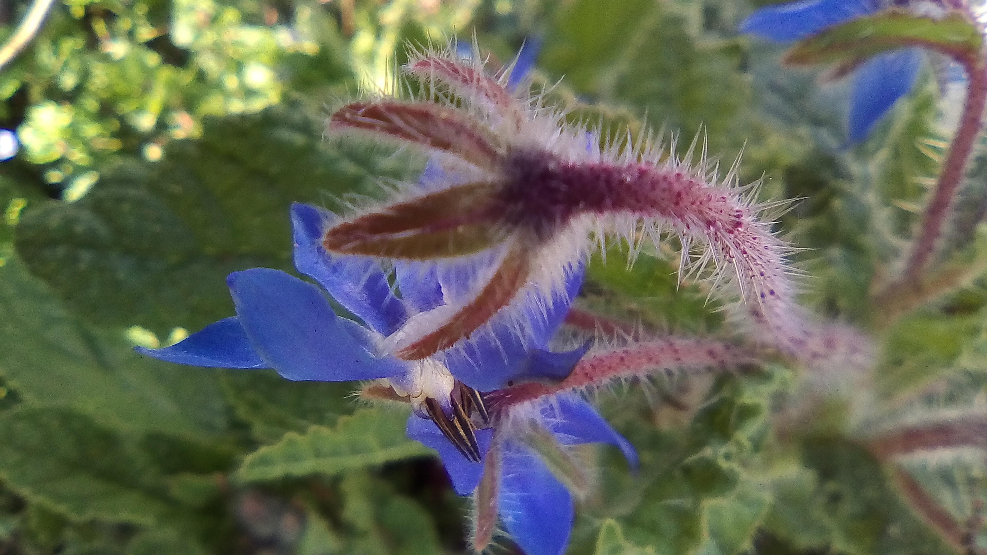 Annexe sepales de la fleur de bourrache.jpg
