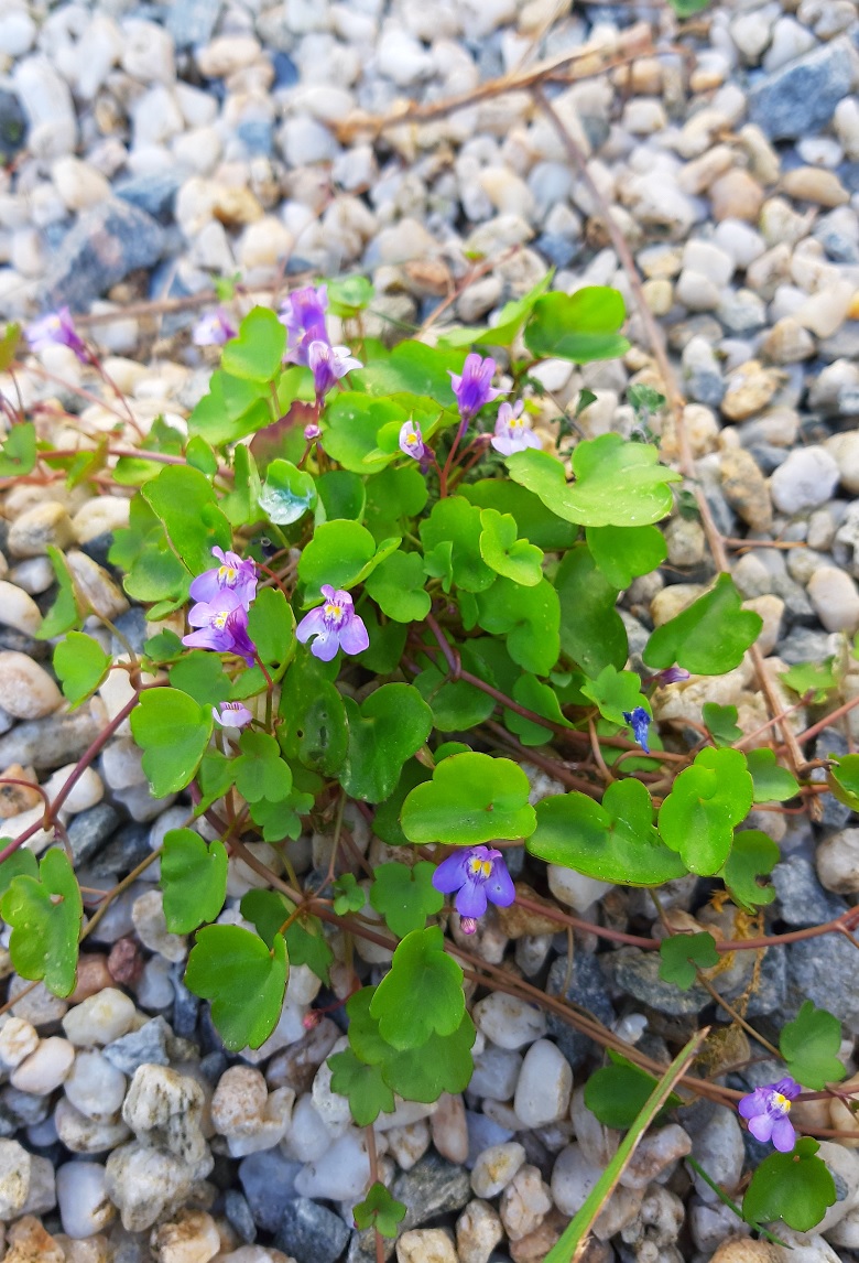 Annexe cymbalaire_entier.jpg