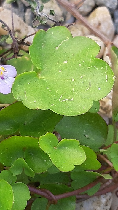 Annexe cymbalaire_feuille.jpg