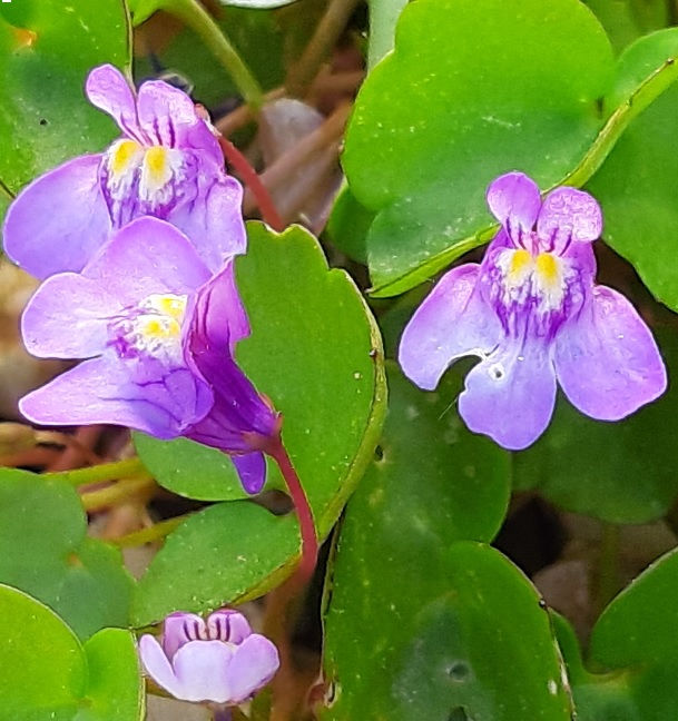 Annexe cymbalaire_fleurs.jpg