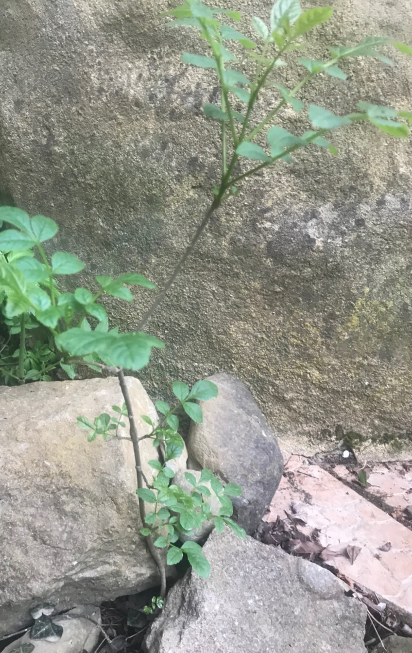 Annexe paparazzi des plantes 1-frêne.png