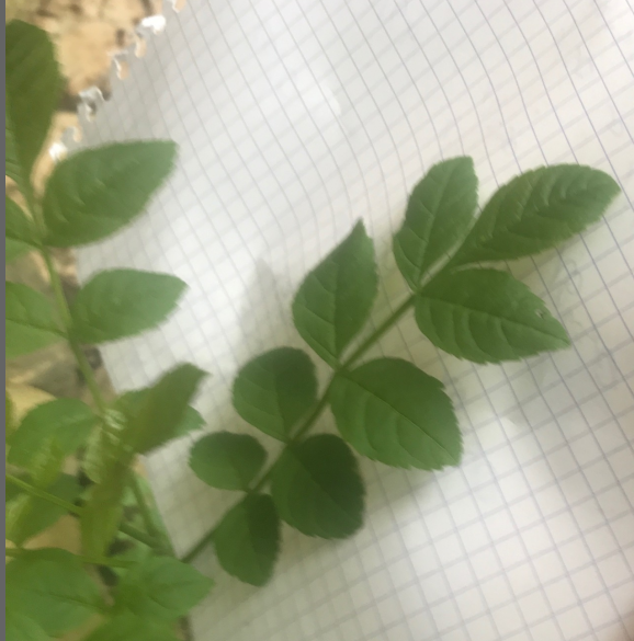 Annexe paparazzi des plantes 2-frêne.png