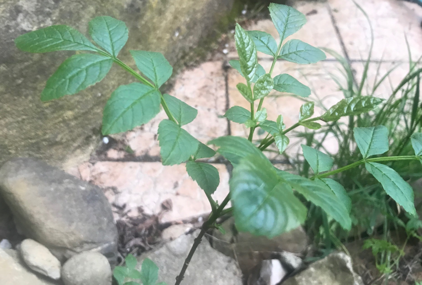 Annexe paparazzi des plantes 3-frêne.png