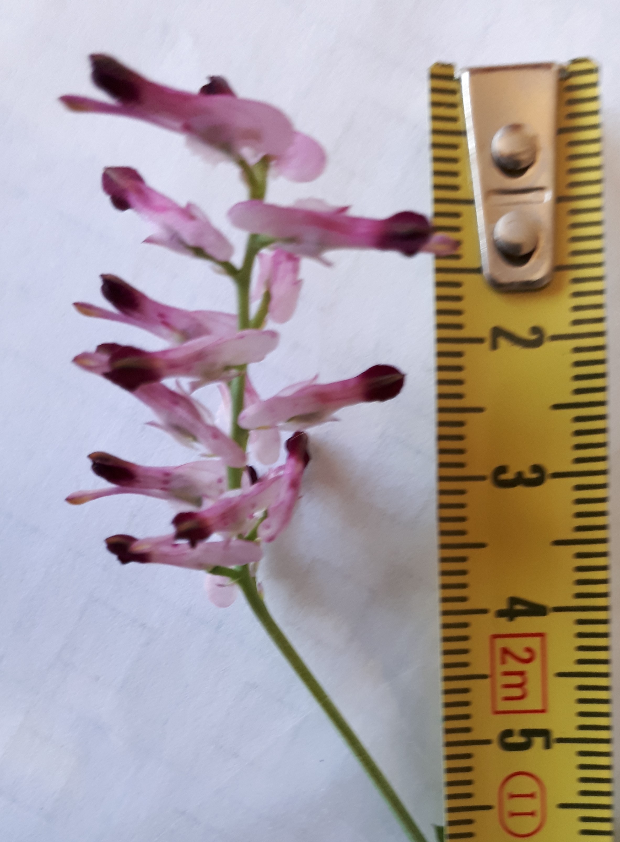 Annexe 20200415_183332.jpg