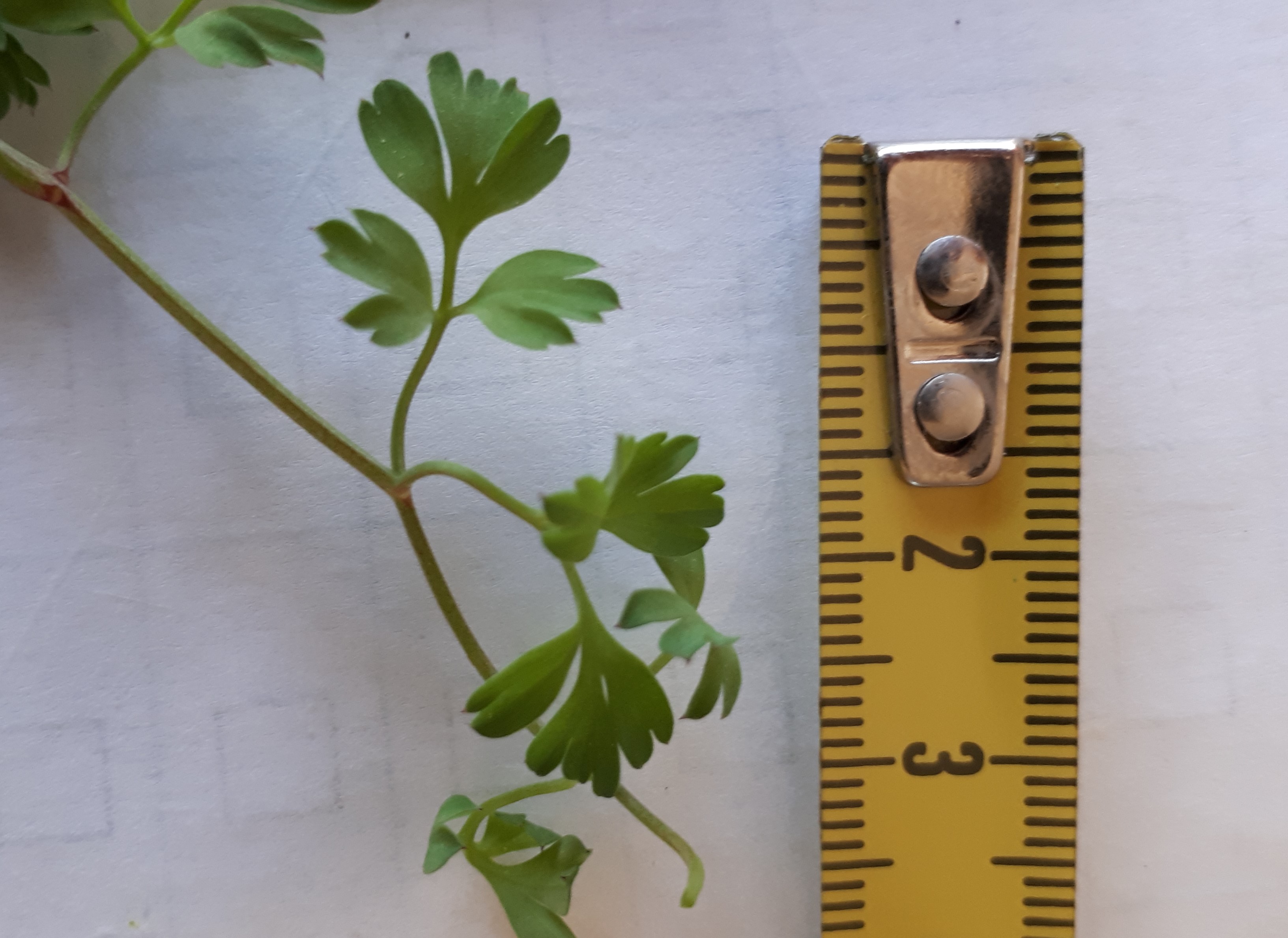 Annexe 20200415_183423.jpg