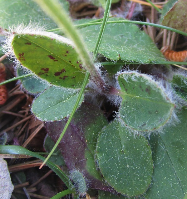 Annexe Piloselle feuilles.jpg