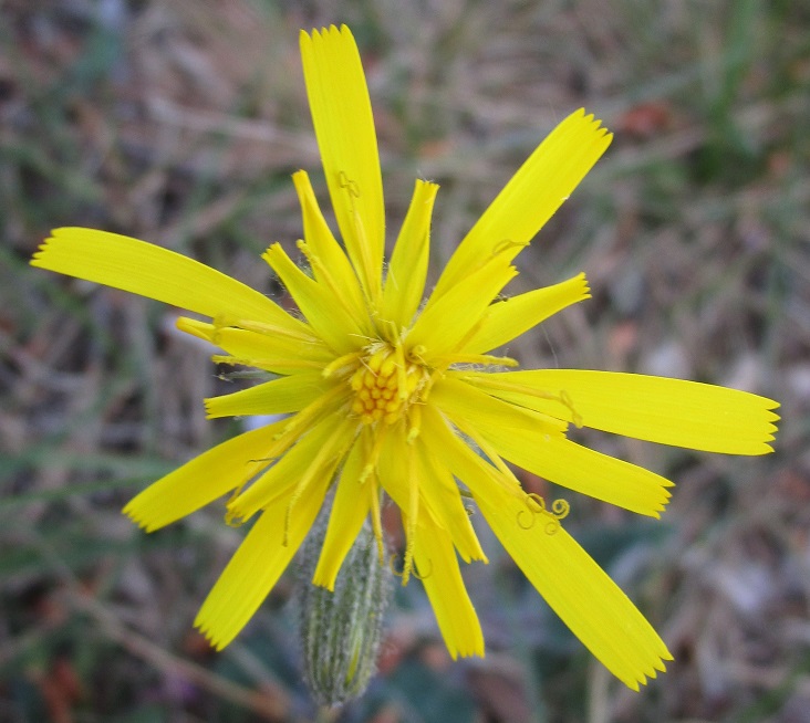 Annexe Piloselle fleur.jpg