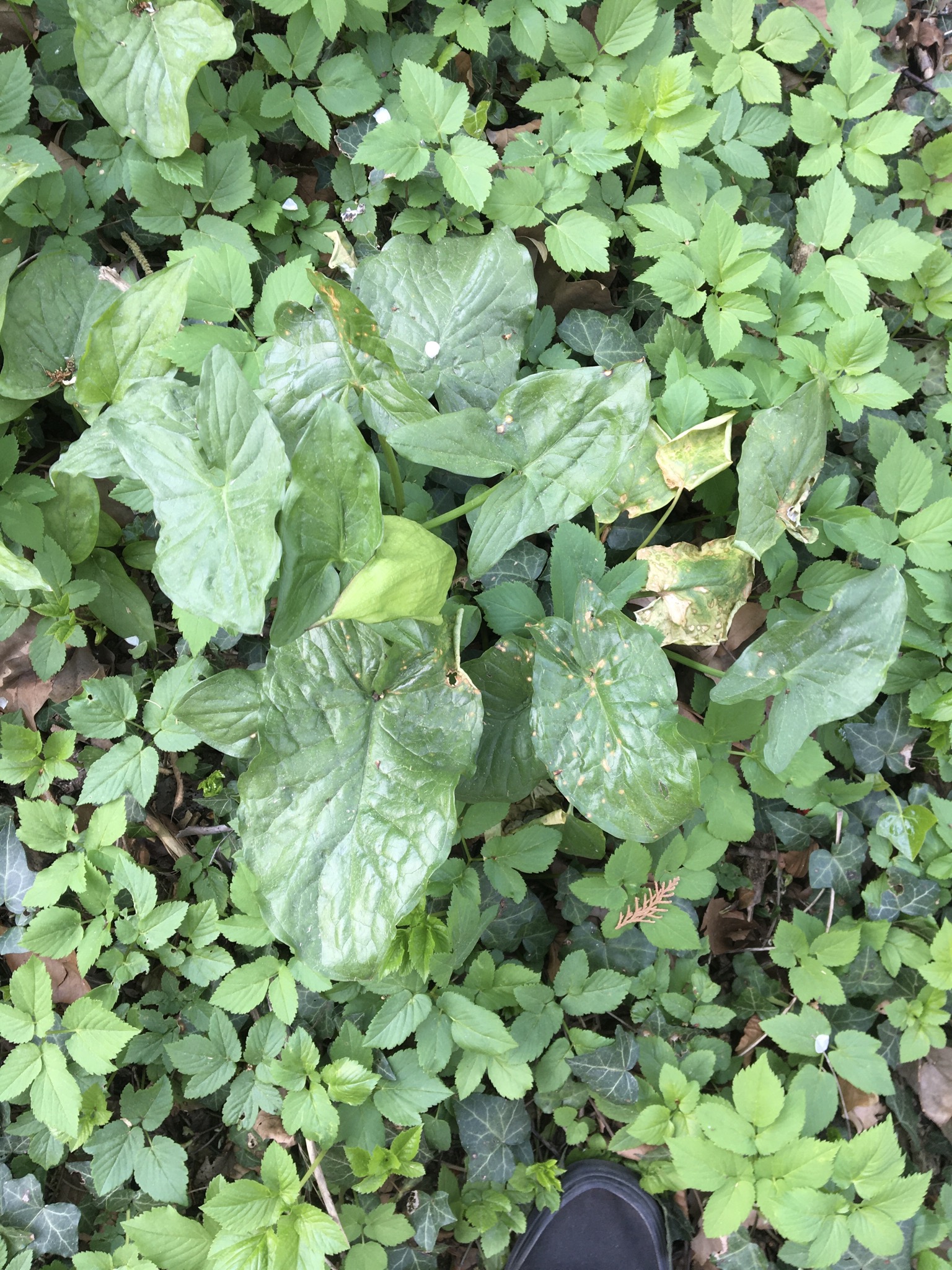 Annexe 6D7D9CCA-CB29-4936-90C6-7858F1FDCA52.jpeg