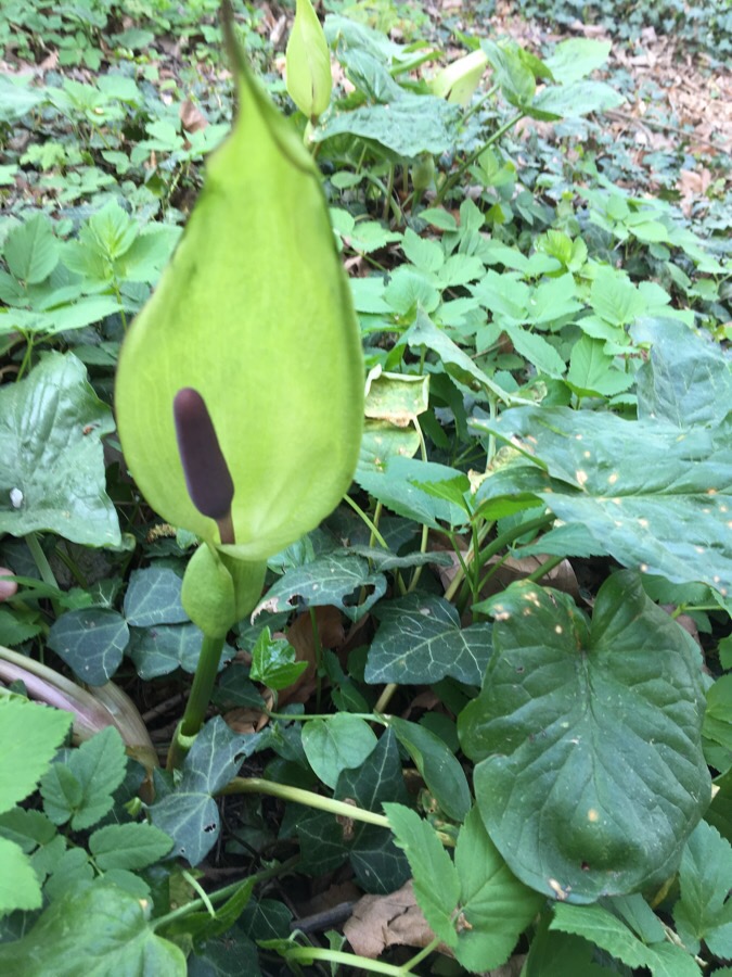 Annexe 9DE7C3BF-5791-4659-9EE4-439F28458A73.jpeg