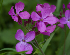 Annexe fleur monnaie du pape 2.png