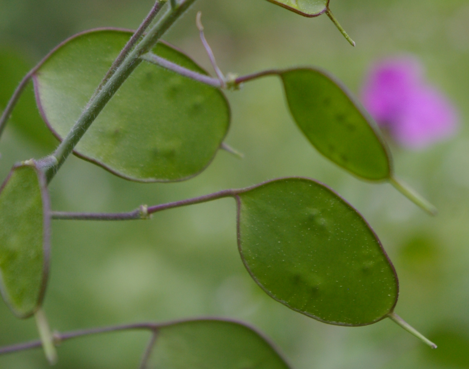 Annexe fruit monnaie du pape.JPG