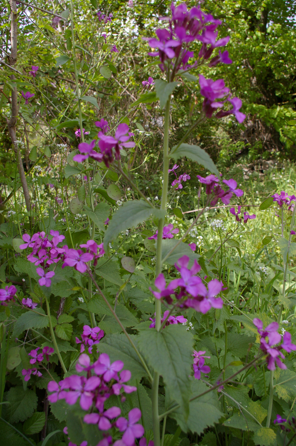 Annexe monnaie du pape2.JPG