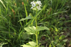 Annexe 1587022797843.jpg