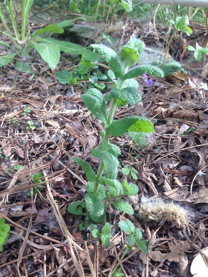 Annexe 93565825_804033243453189_5437071306996580352_n.jpg