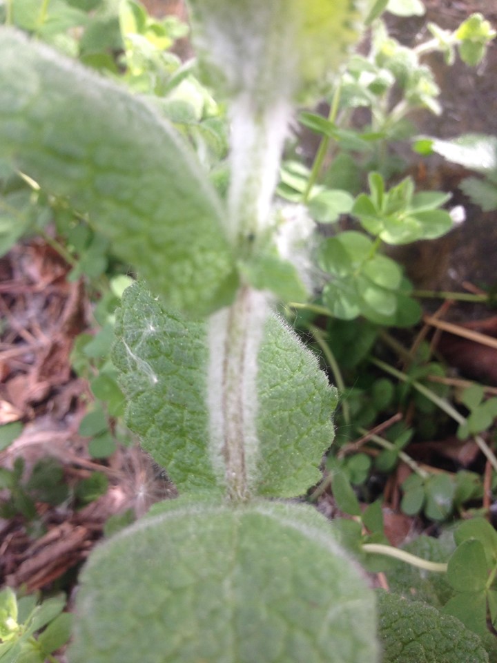 Annexe 93832636_214695103169914_4353165885272227840_n.jpg