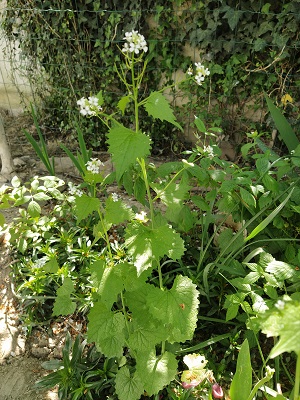 Annexe vue ensemble.jpg