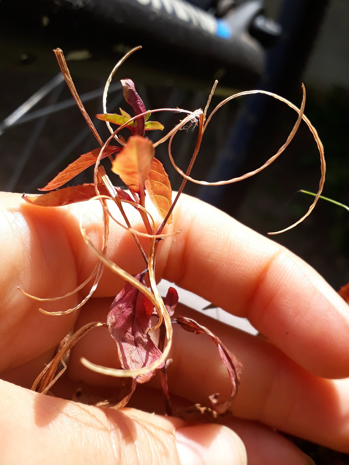 Annexe vieillissante.jpg