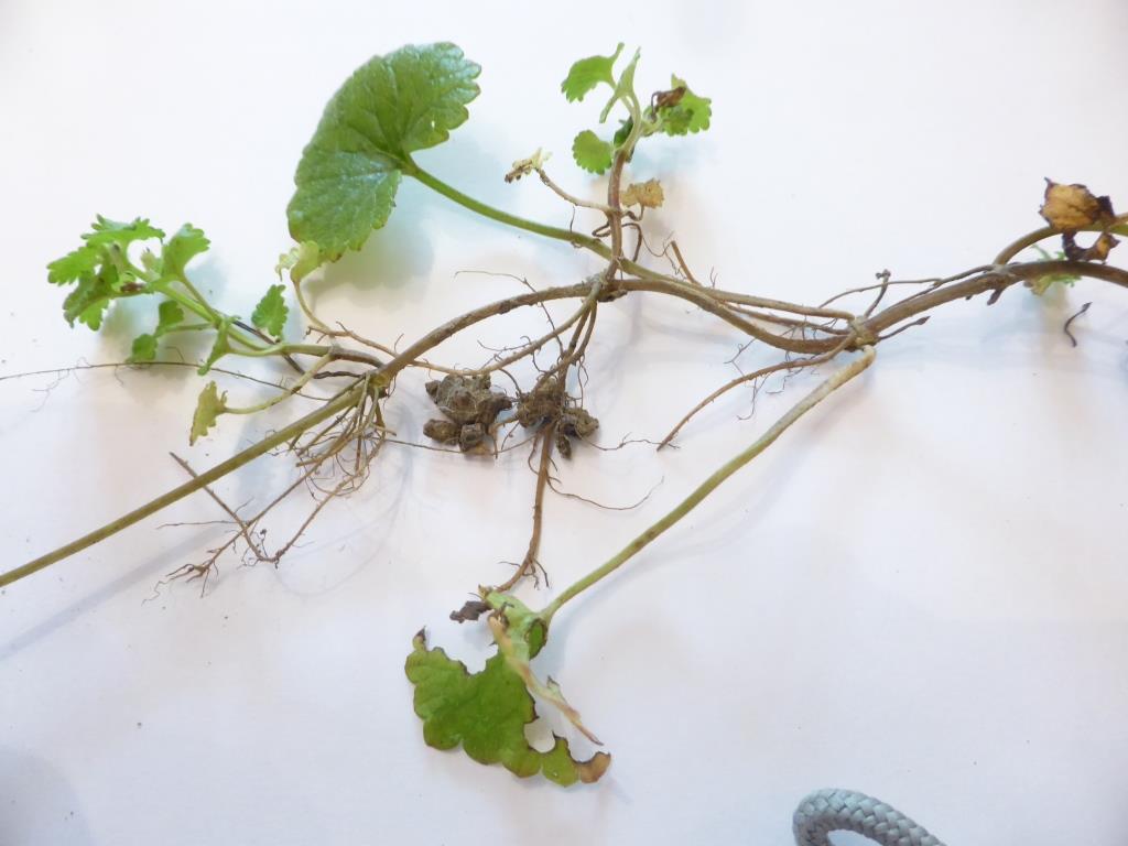 Annexe systeme-racinaire.JPG