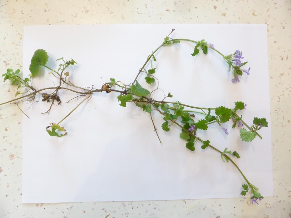 Annexe vue-generale.JPG