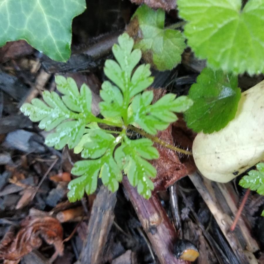 Annexe img 002365713O.jpg