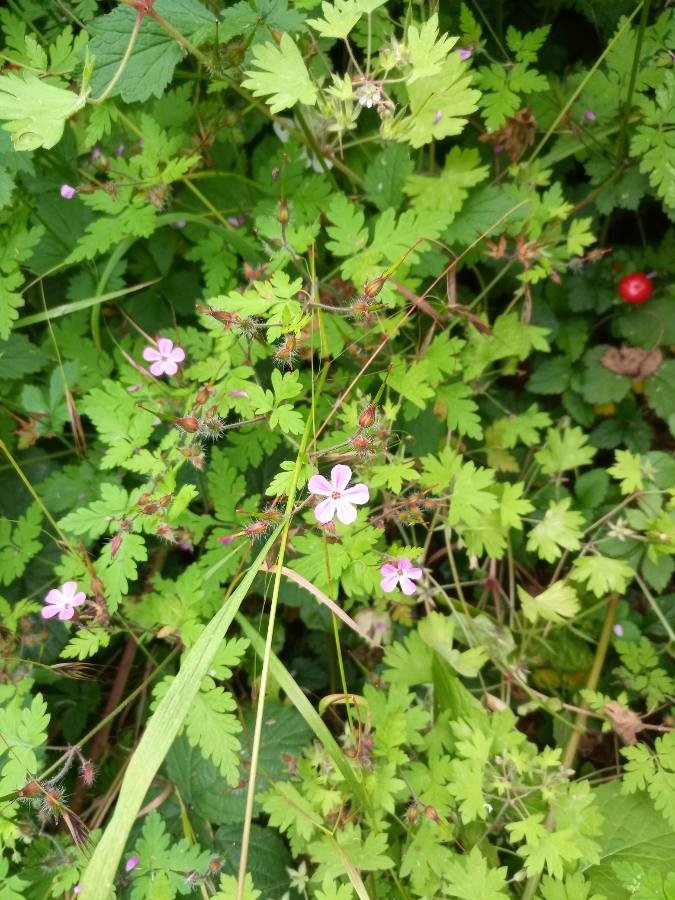 Annexe img 002365884O.jpg