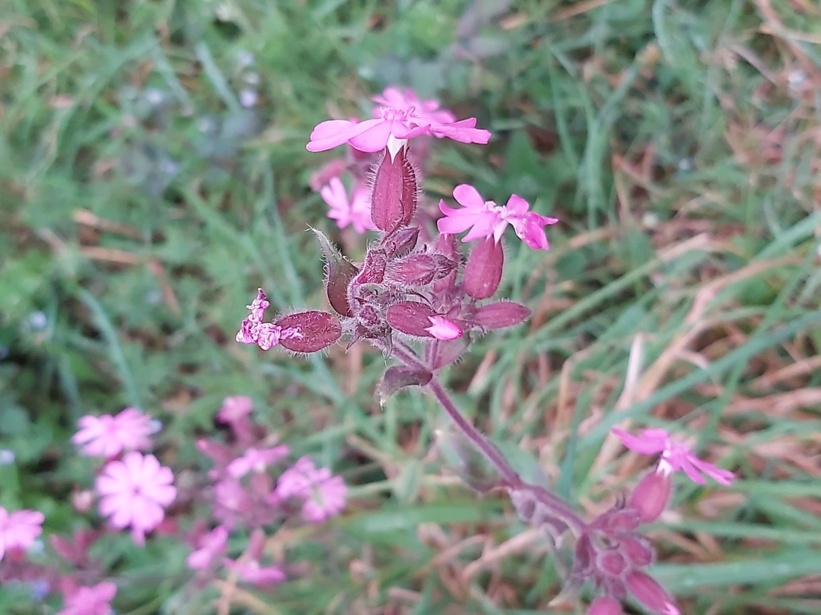 Annexe Silène dioique 07 04 2020.jpg