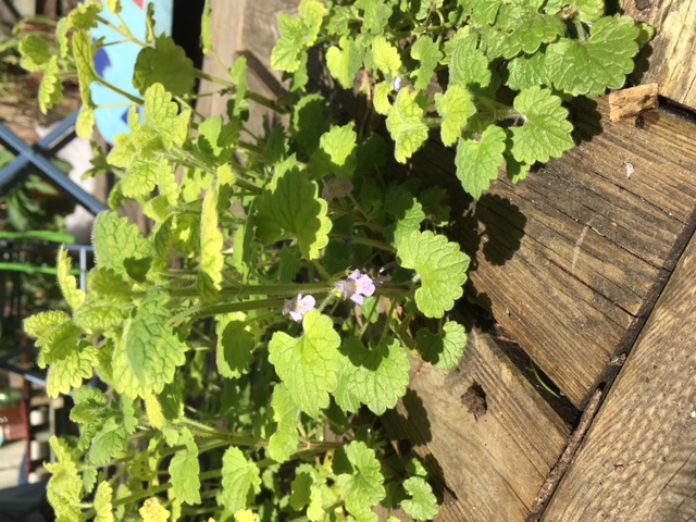 Annexe IMG_2255(1).JPG