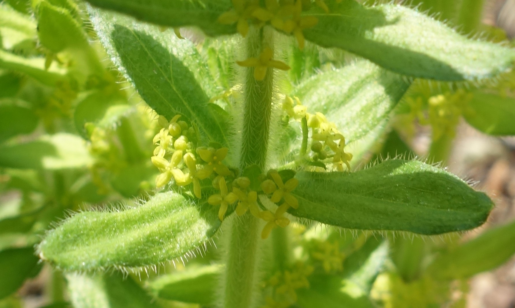 Annexe gaillet croisette.jpg