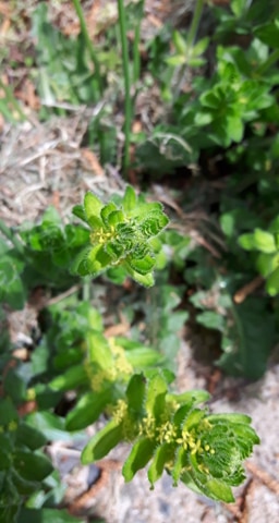 Annexe gaillet croisette1.jpg