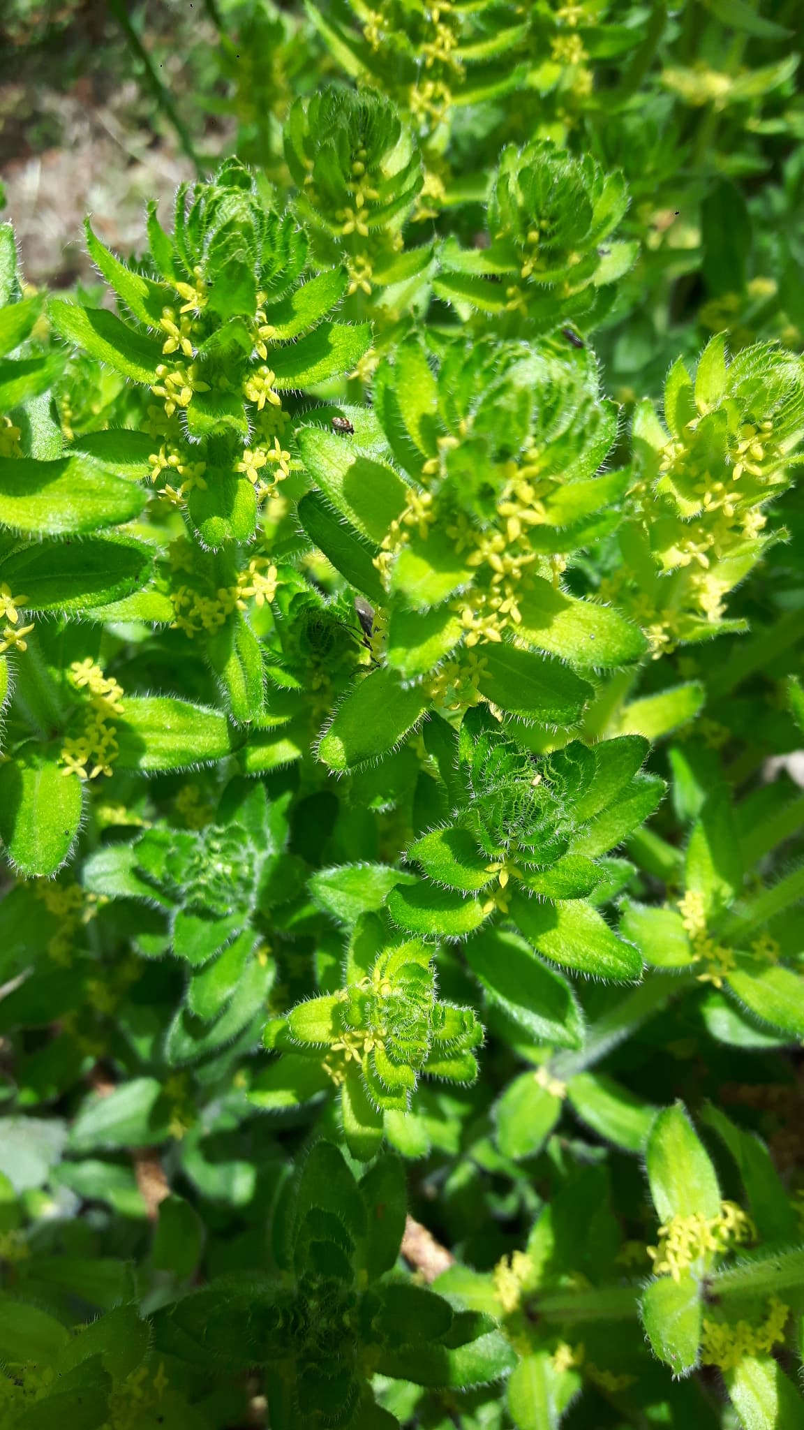 Annexe gaillet croisette2.jpg