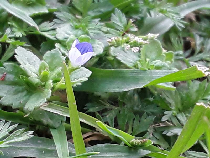 Annexe Fleur de myosotis  (1).jpg