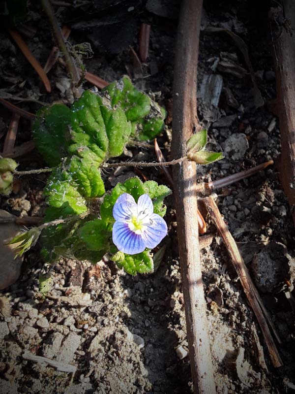 Annexe Fleur de myosotis .jpg