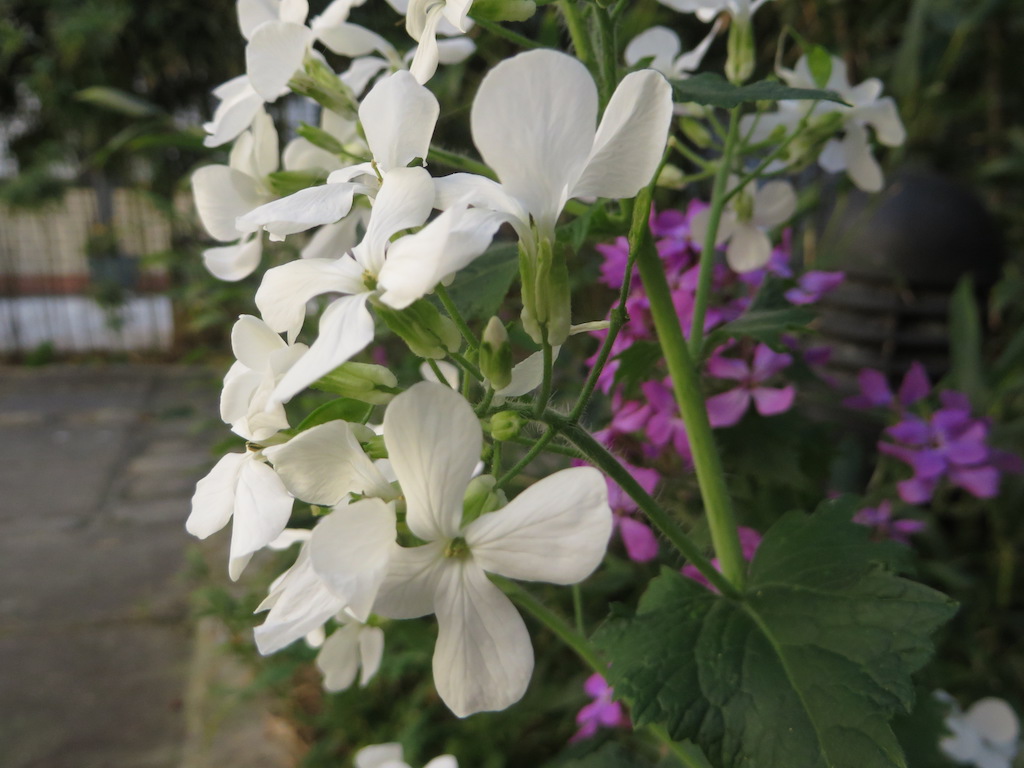 Annexe Fleurs de face et coté.jpg