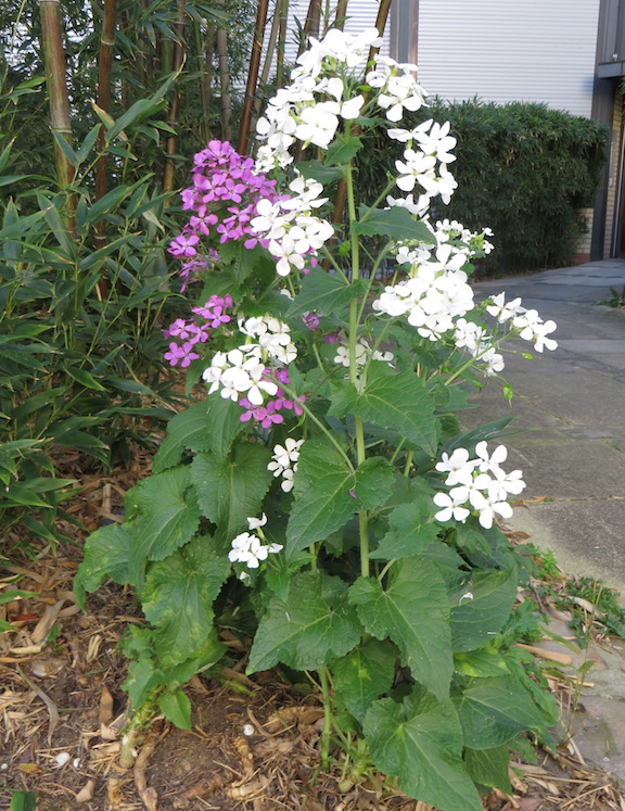 Annexe Plante entière.jpg