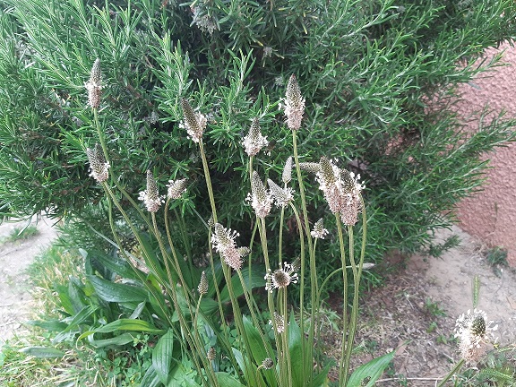 Annexe 20200416_154130.jpg