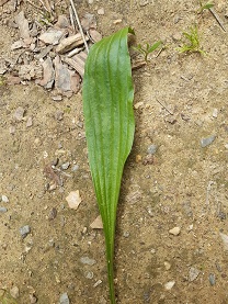 Annexe 20200416_154147.jpg