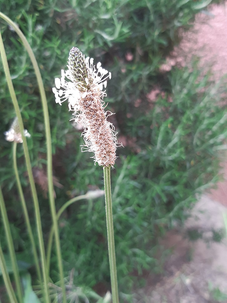 Annexe 20200416_154231.jpg