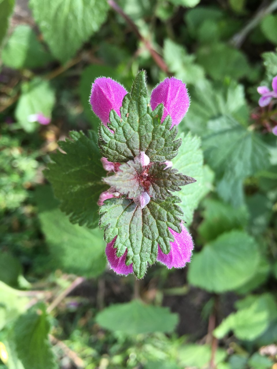 Annexe Paparazzi  des plantes 3.jpg