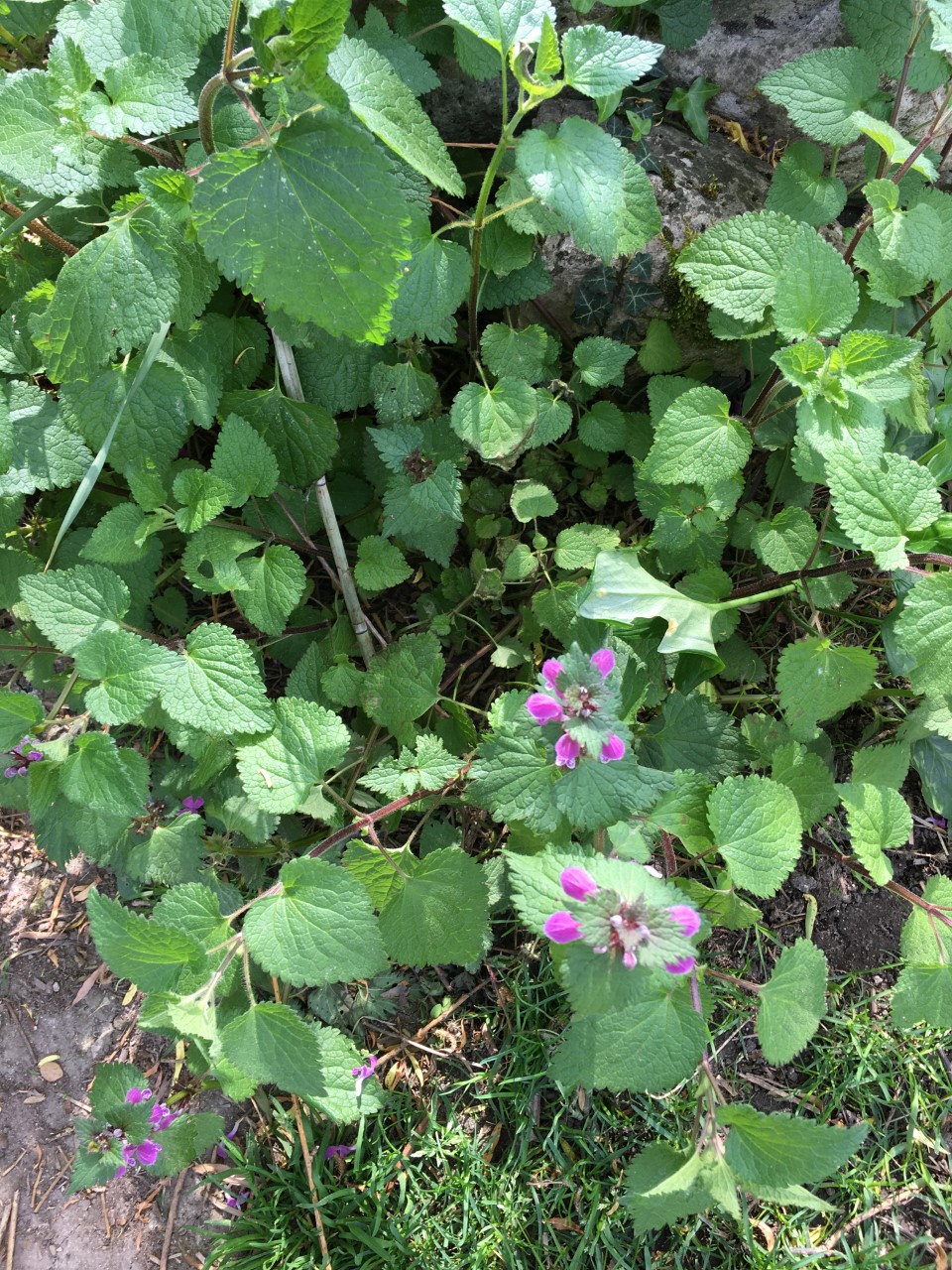 Annexe Paparazzi  des plantes1.jpg