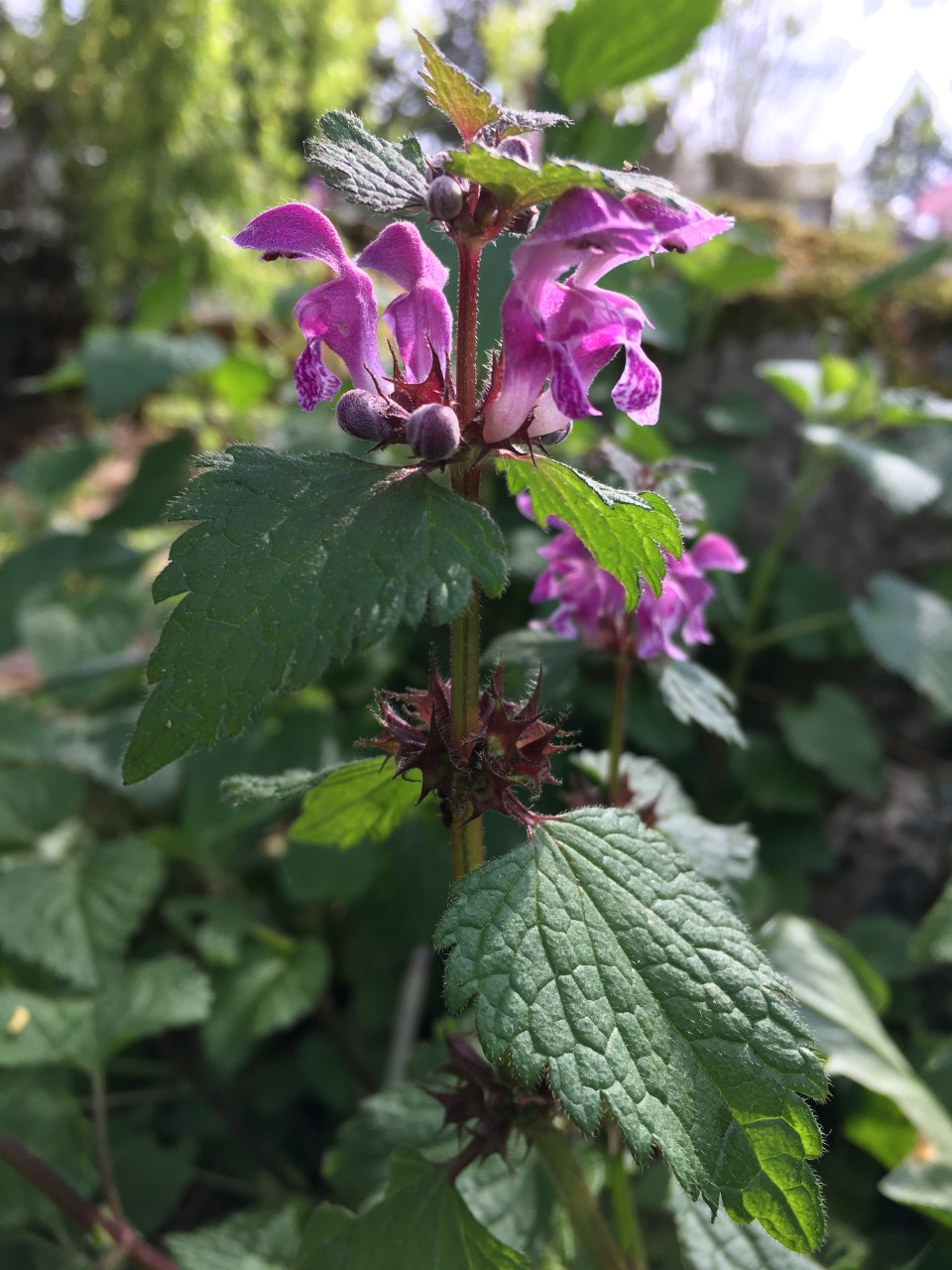 Annexe Paparazzi  des plantes2.jpg