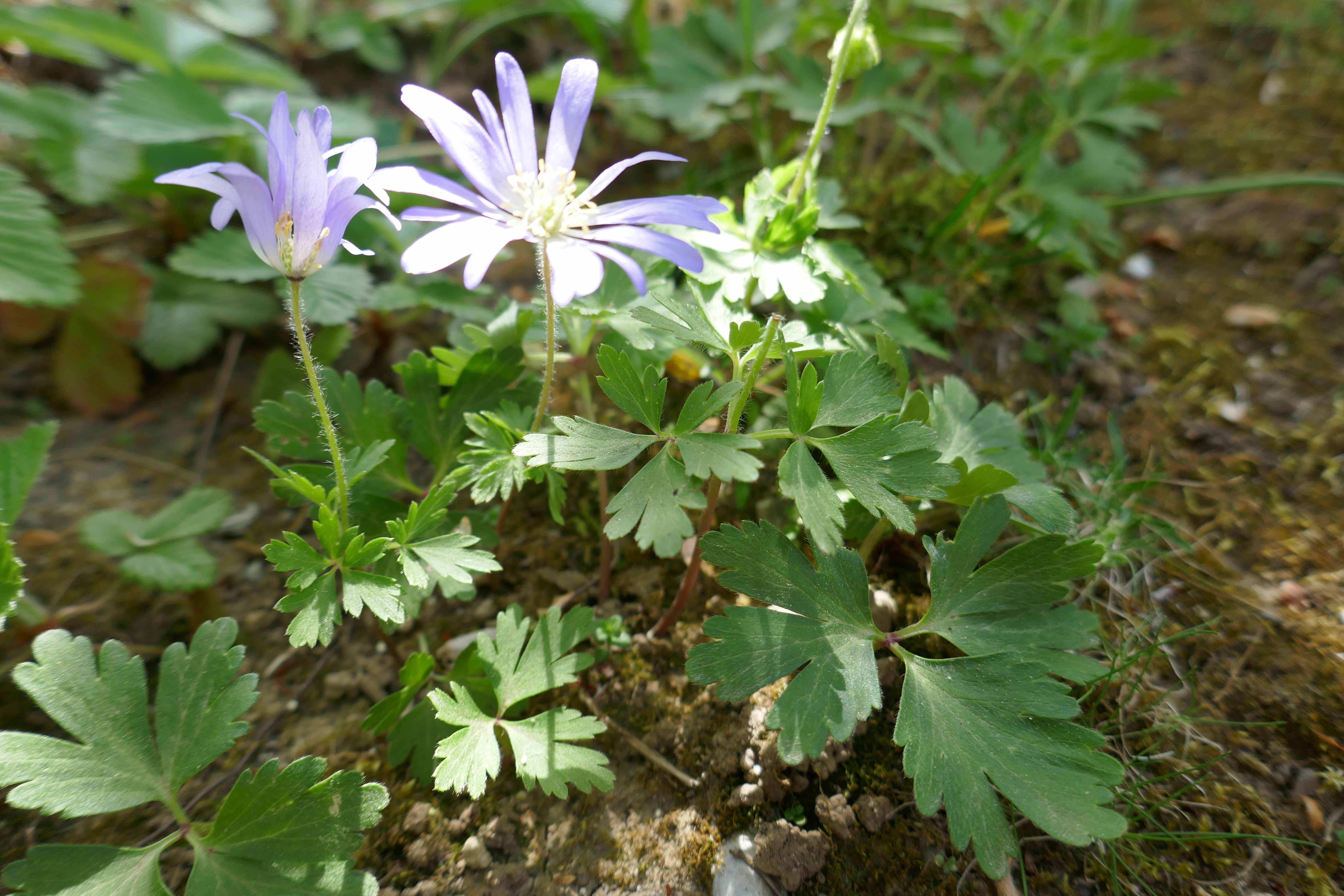 Annexe Globale Ps.jpg